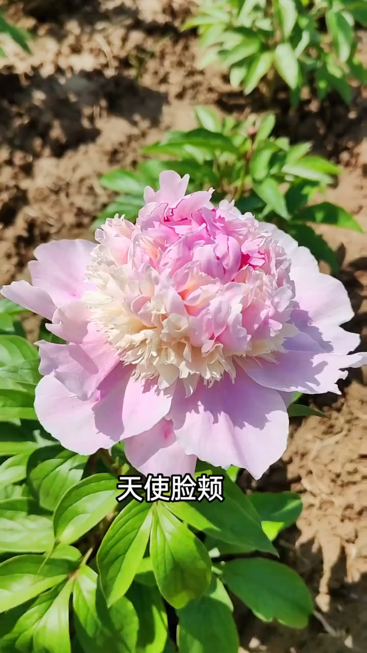 芍药,天使脸颊