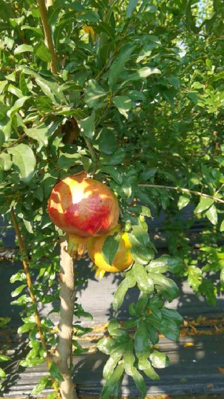 泰山红石榴树 已经部分挂果,今年栽明年就可以吃石榴了