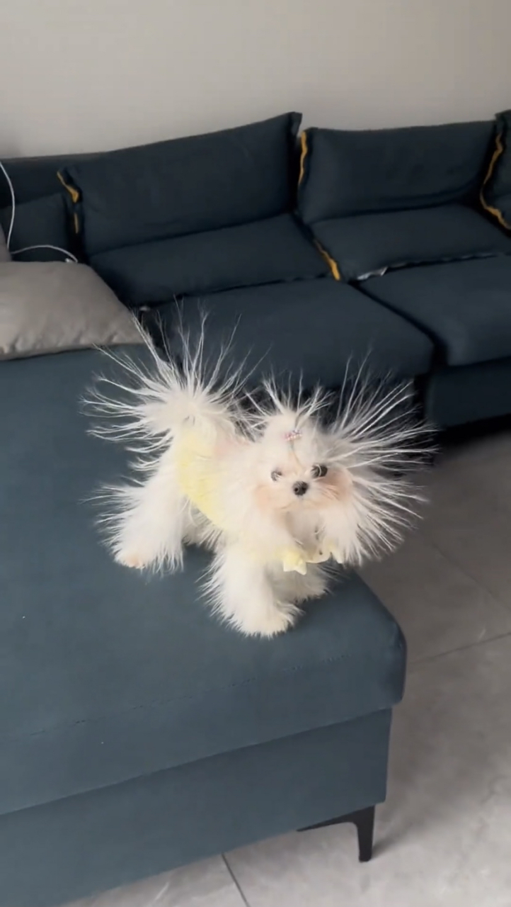 炸毛的狗子,这是狗子界的新品种吗?