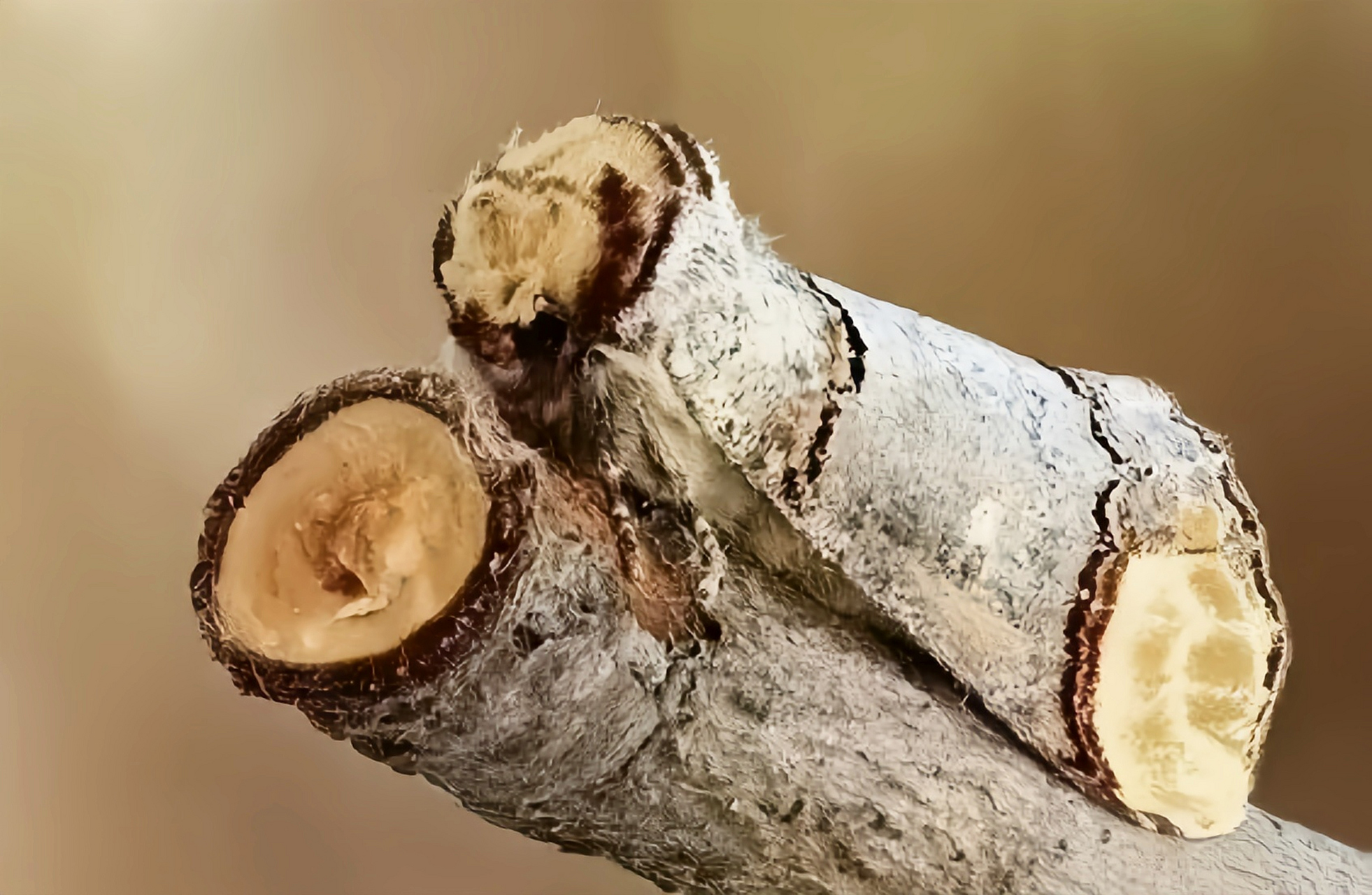 它是圆掌舟蛾舟蛾科昆虫. 成虫体长2.2一2.