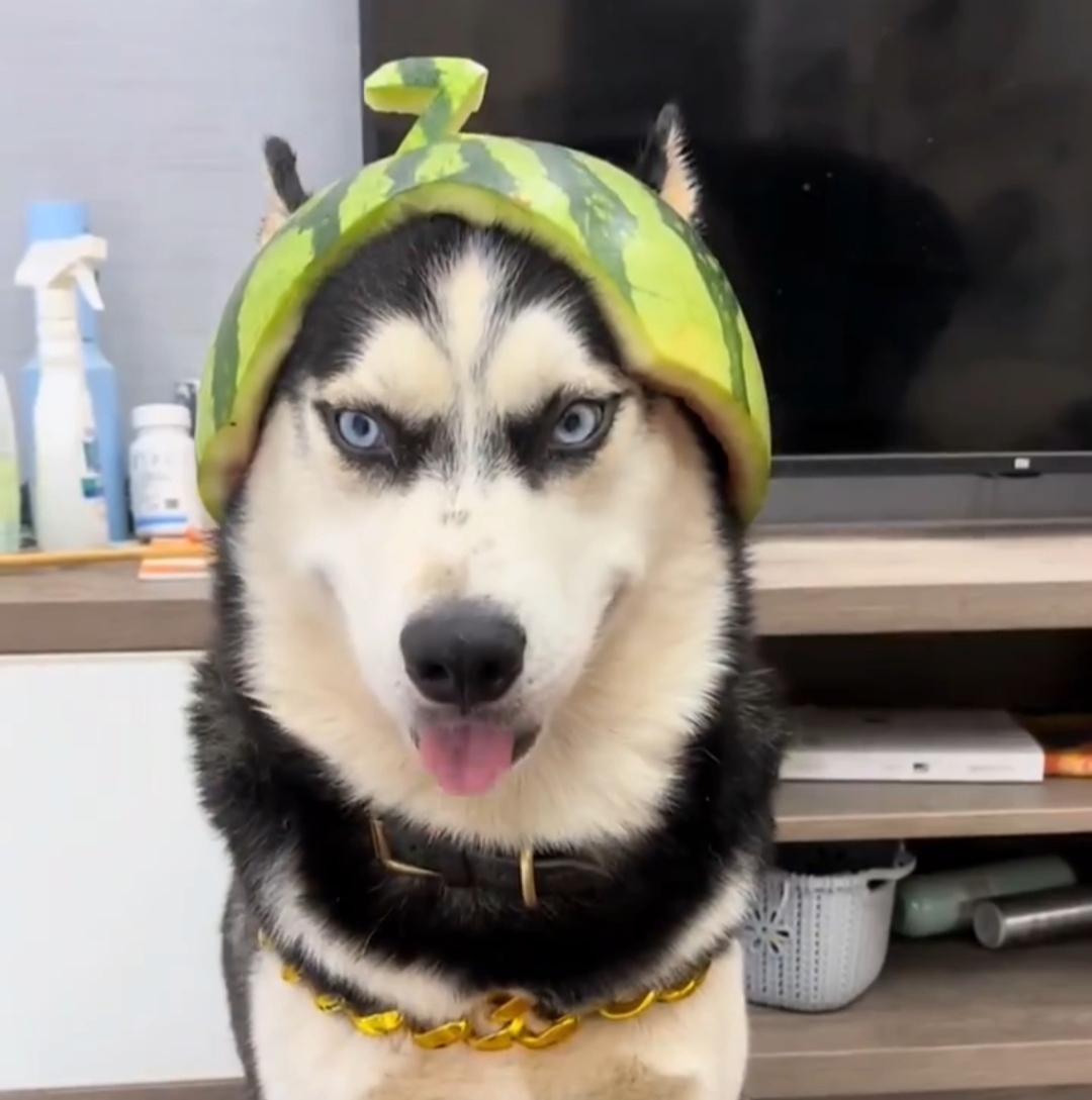 果然哈士奇颜值在线戴上了西瓜帽还挺帅的