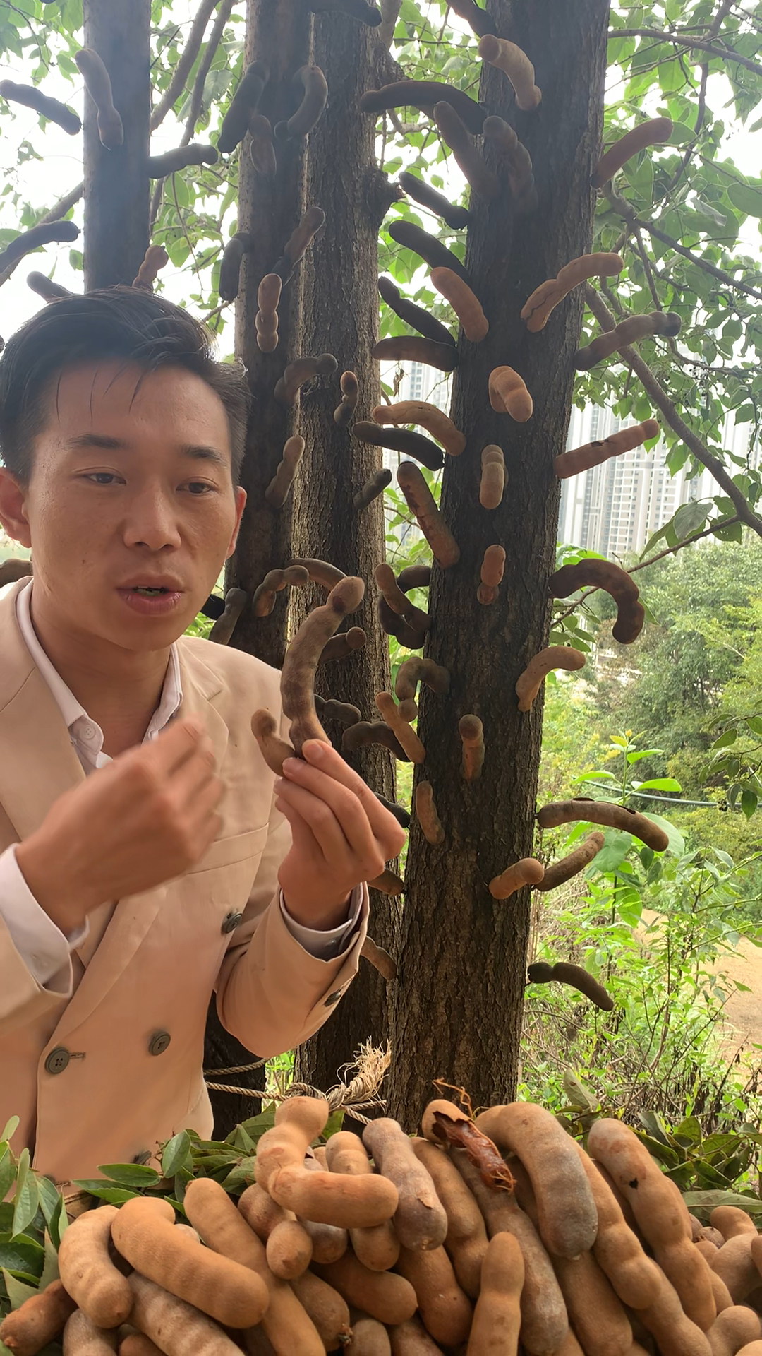 云南西双版纳甜酸角