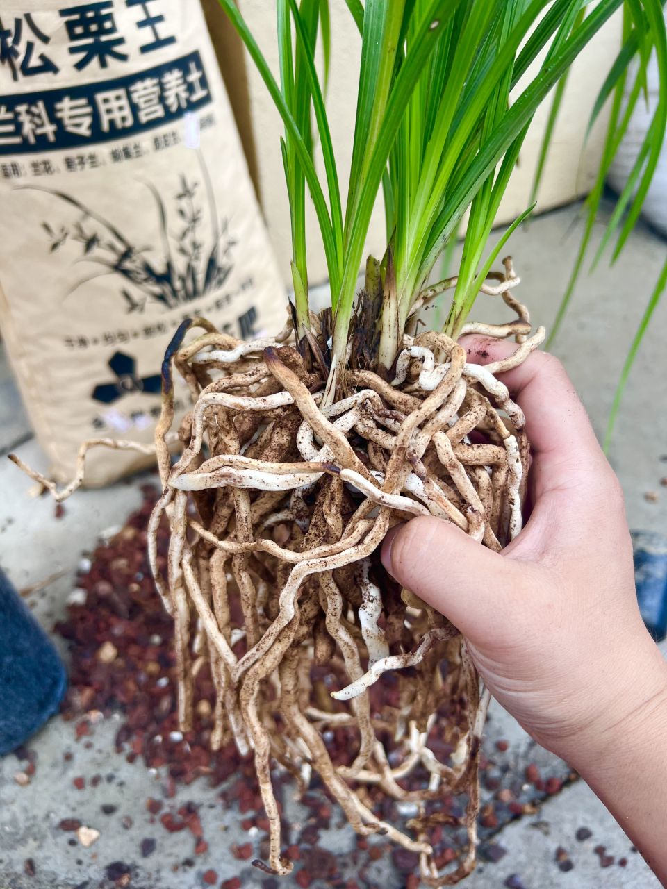 养兰花,植料用对路就成功了一半,松栗王兰花植料,专门为的兰花生长而