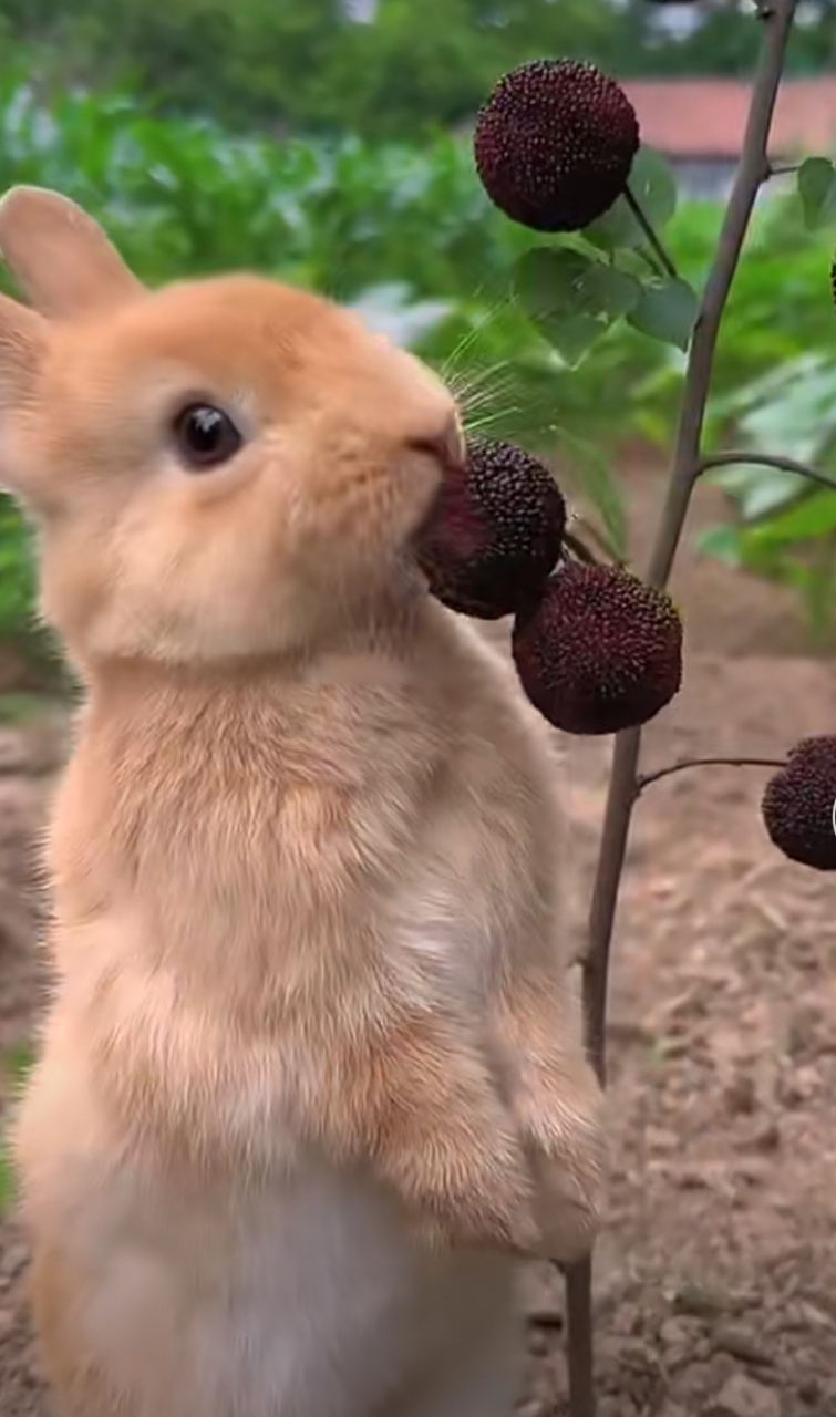 一只可爱的灰色小兔子,它喜欢吃杨梅.