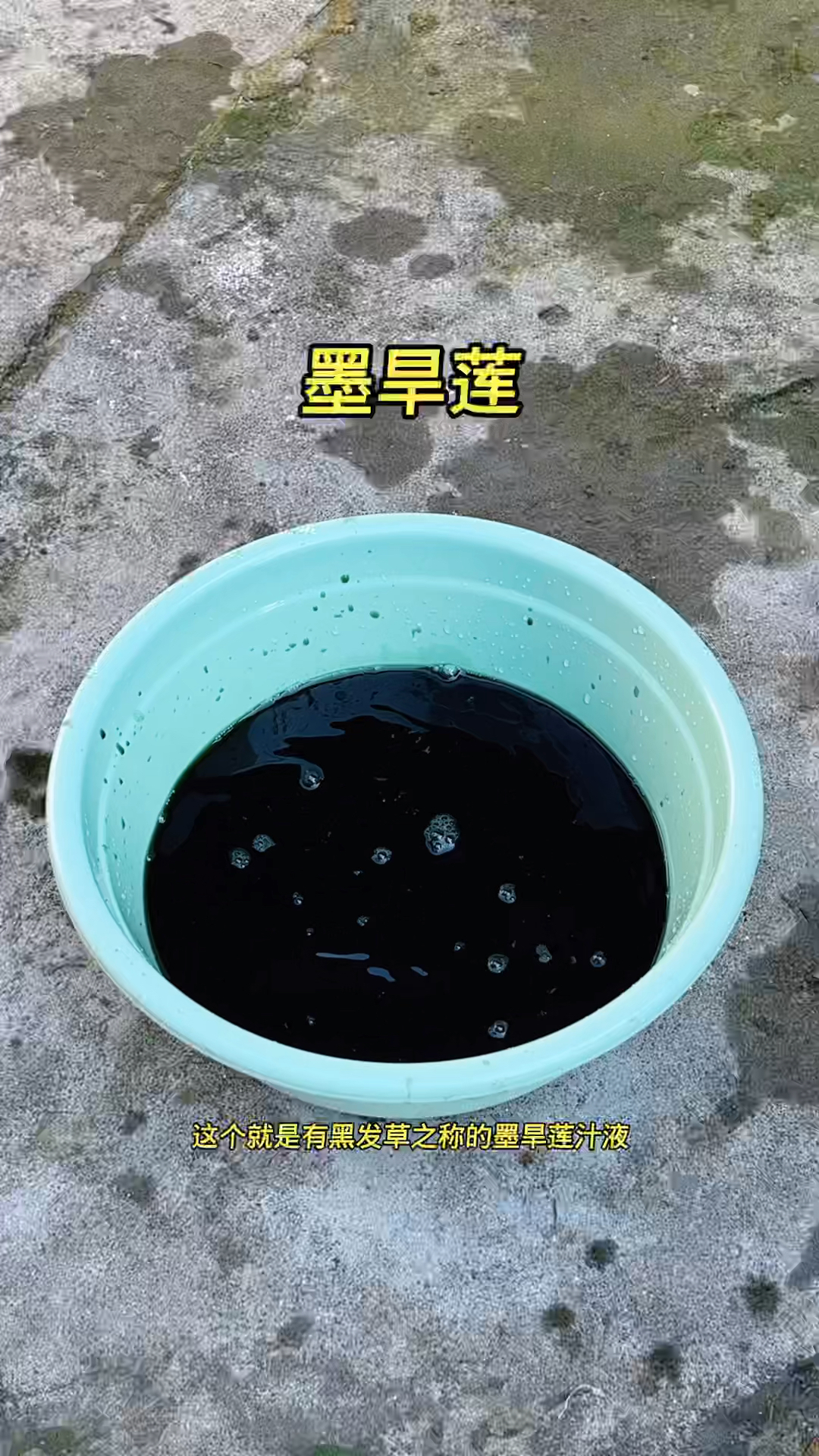 墨旱莲又名黑发草原来价值这么好