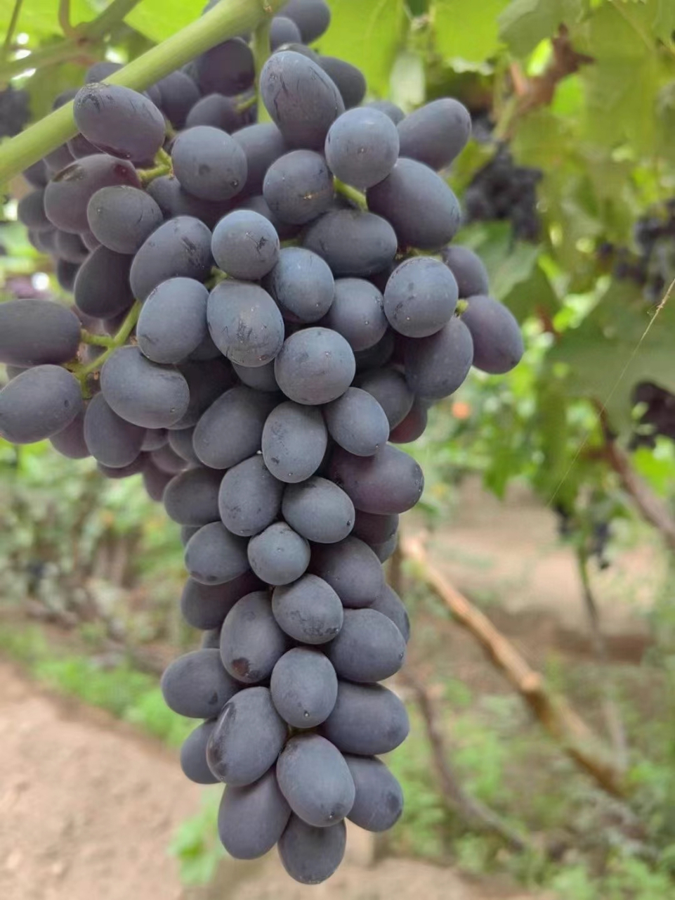 今天的生活是彩色的, 有红色的玻璃脆葡萄, 绿色的无核白葡萄, 黑色的