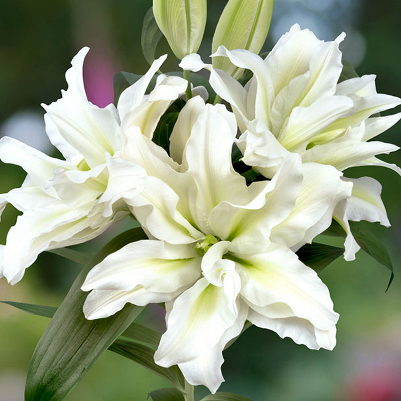 没有花粉的重瓣百合—爱莎aisha,可做盆栽也可做切花94 花瓣主体为