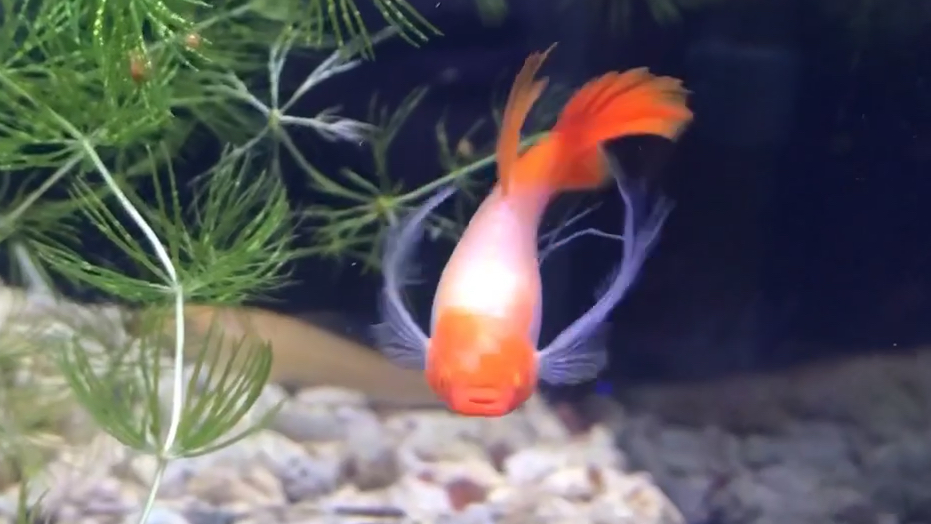 鸿运当头缎带大C孔雀鱼生小鱼了太不容易了一边生一边吃