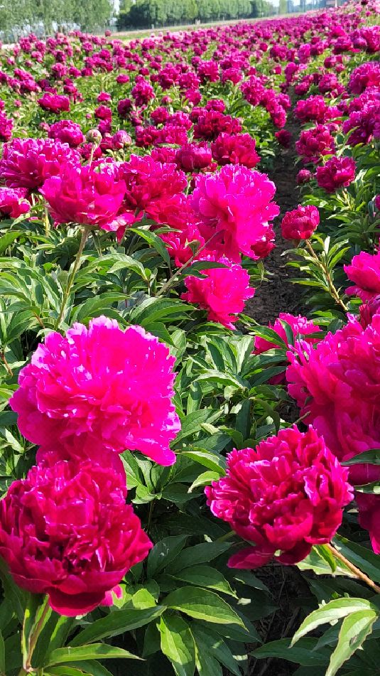 山东菏泽大芍药