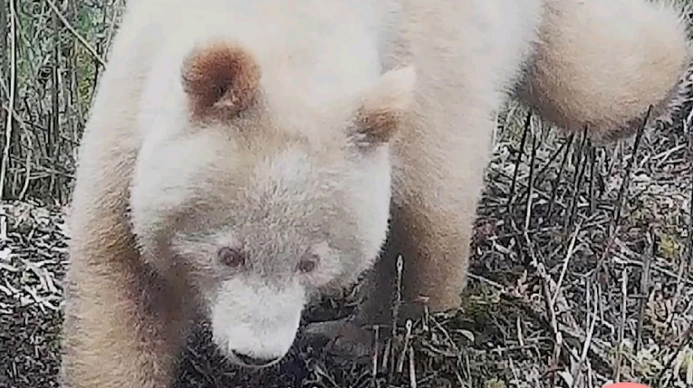 竟然还会带着礼物去看妈妈,熊猫之间真的会有亲情和友情.