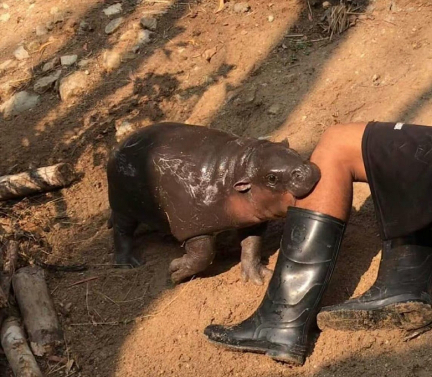 小河马咬人照片,看起来攻击力较低