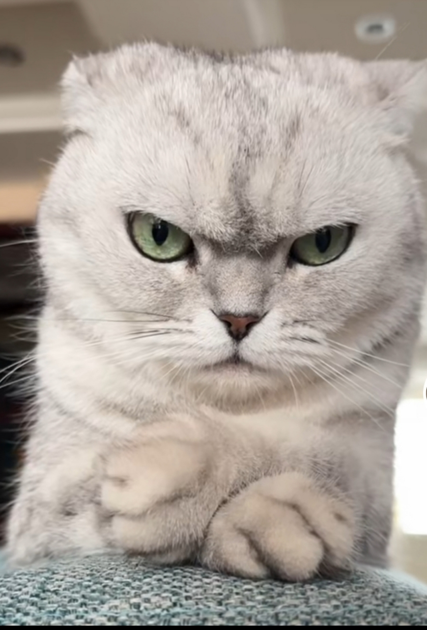 猫咪:别惹我哦,我超凶的