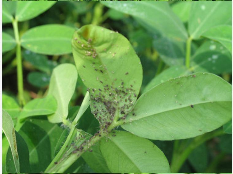 花生蚜虫用什么方法能去除?花生蚜虫用什么药有效以及小妙招?