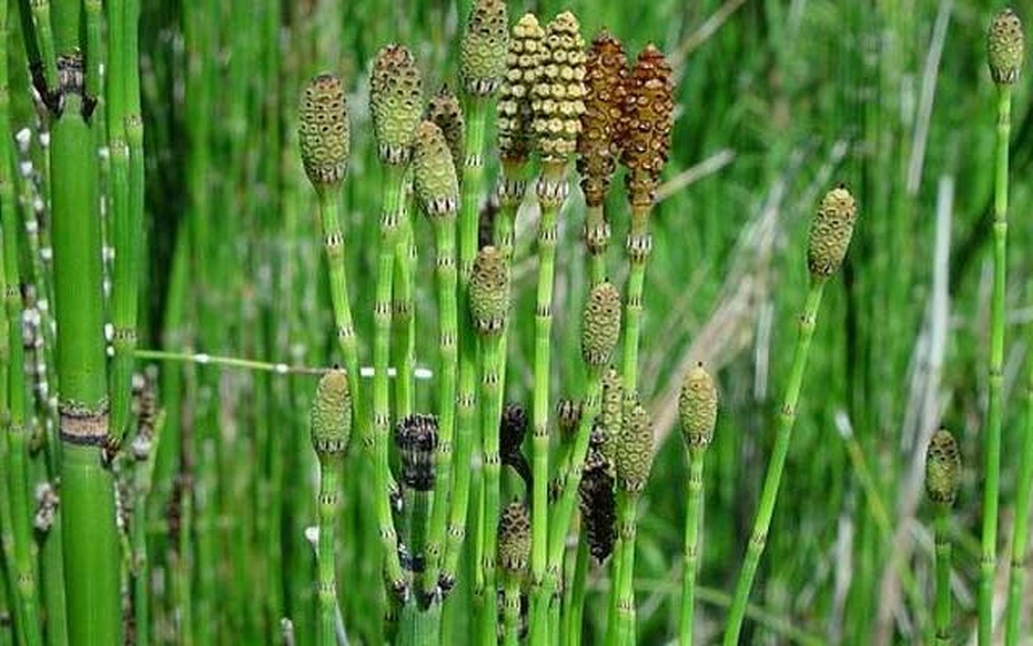 节节草,重庆四川等地又名笔筒草.