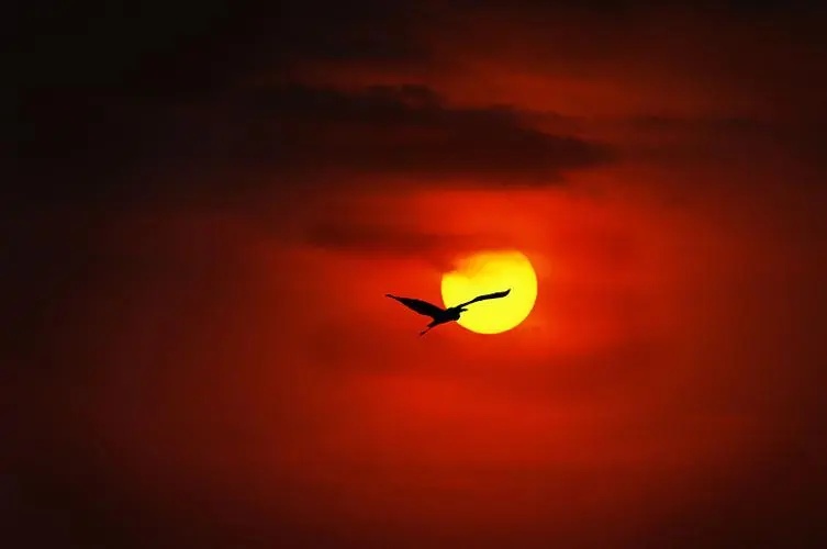 一只孤身的飞鸟