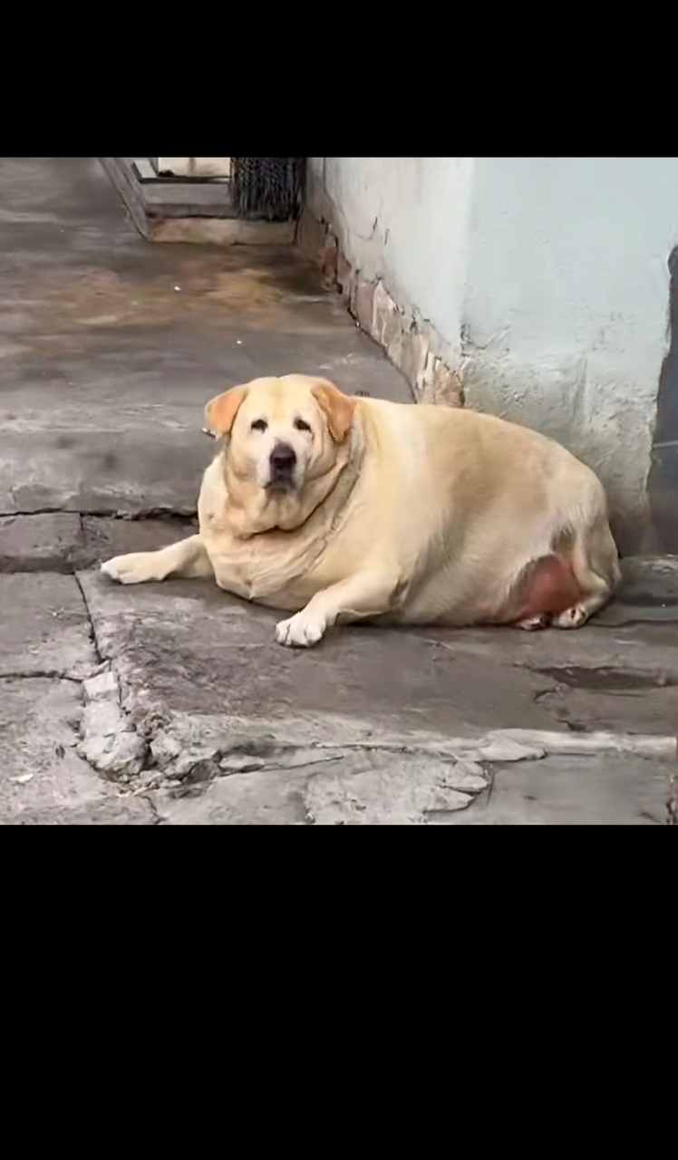 没有奶奶喂不胖狗子