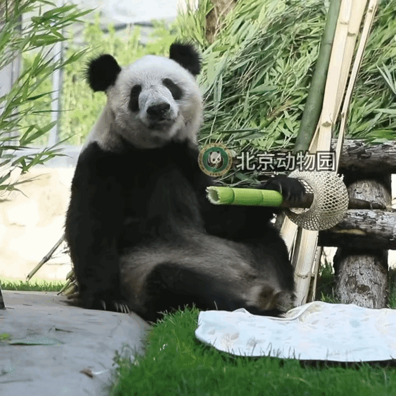 判若两熊的大熊猫"丫丫"迎来了23岁生日,这也是"丫丫"回国后的第一个