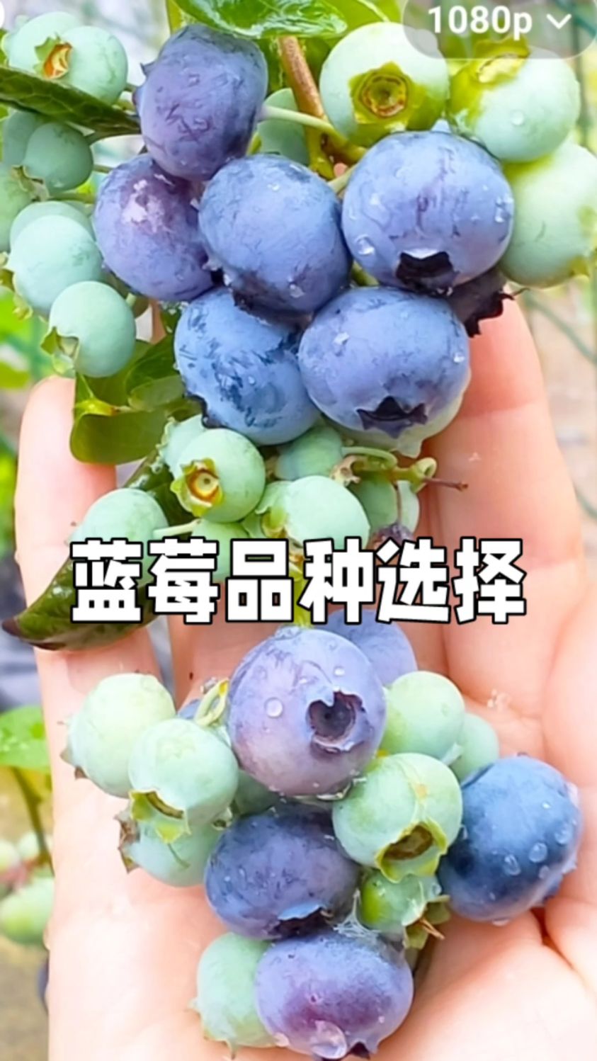 我最喜爱的蓝莓品种,秋天种正合适