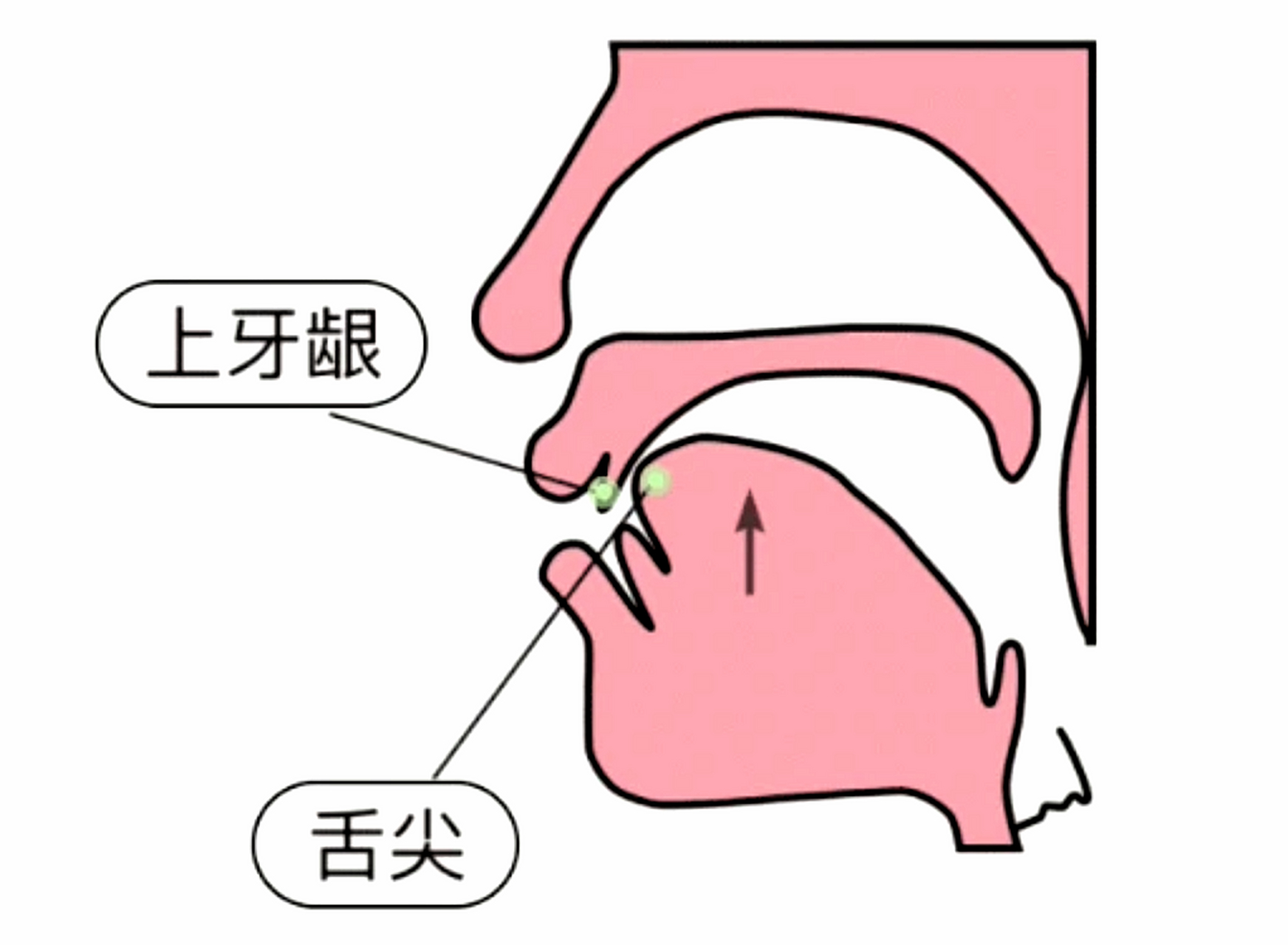 舌尖抵住上齿背位置图图片