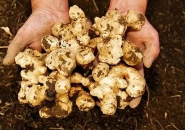 鬼子姜 由侵略者引入 从小吃到大的它 危害竟然这么大 来自百家号 北海观史 不错网