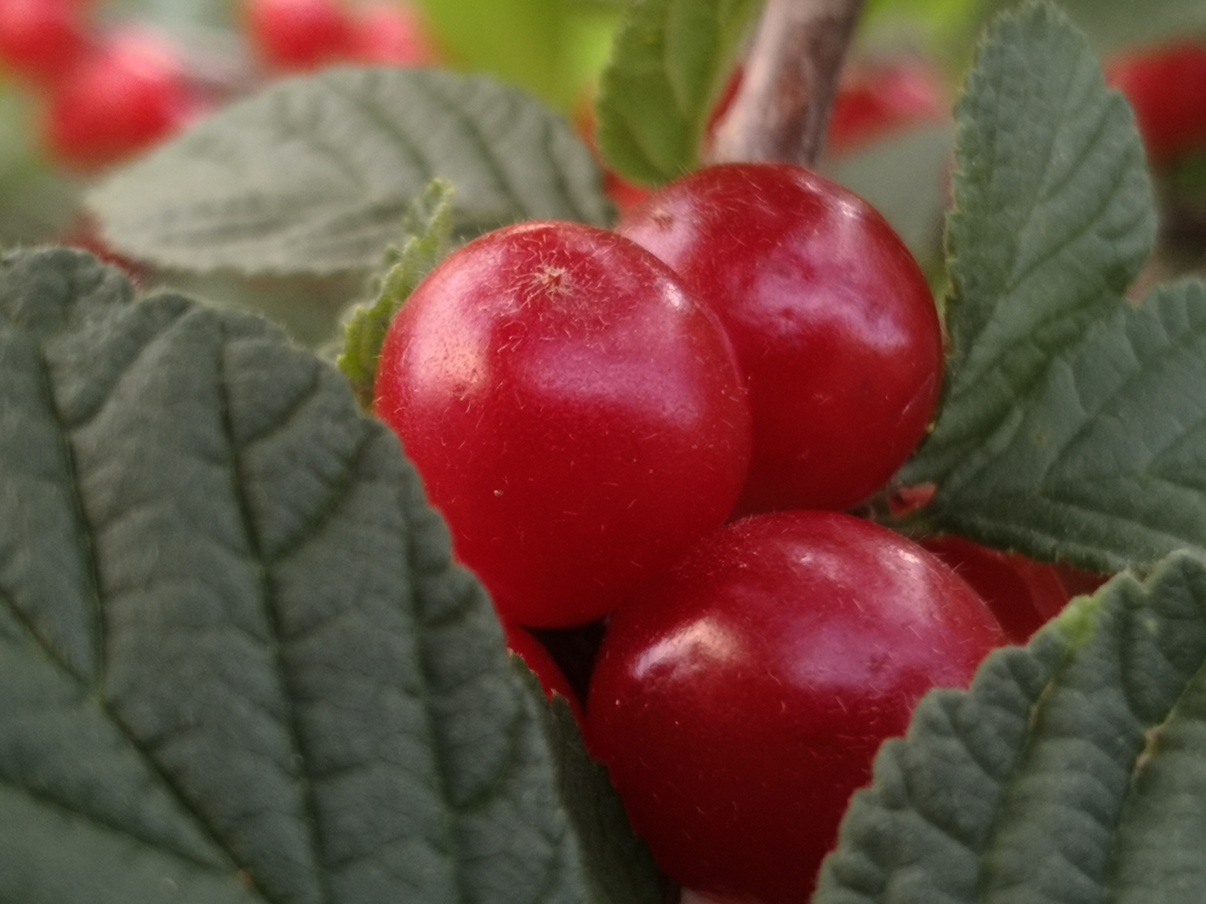 野樱桃果红了,晶莹剔透很诱人  虽然住在城市里,但我家院子前面有片