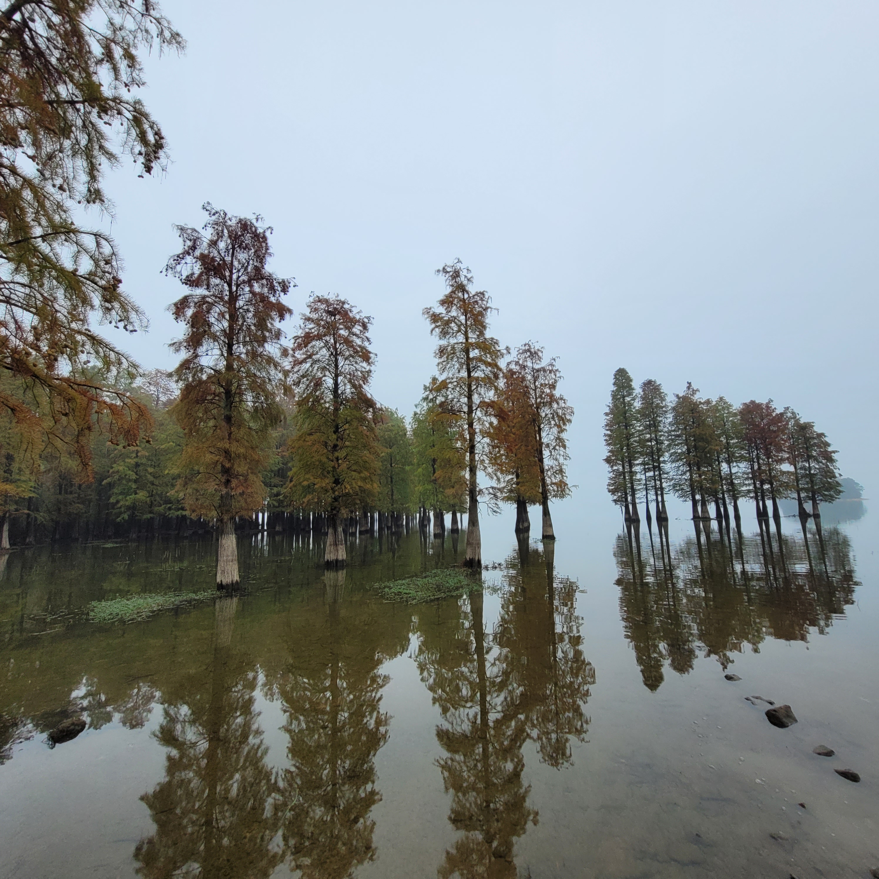 特色突出的美景,来自宁波余姚的四明湖水杉湿地