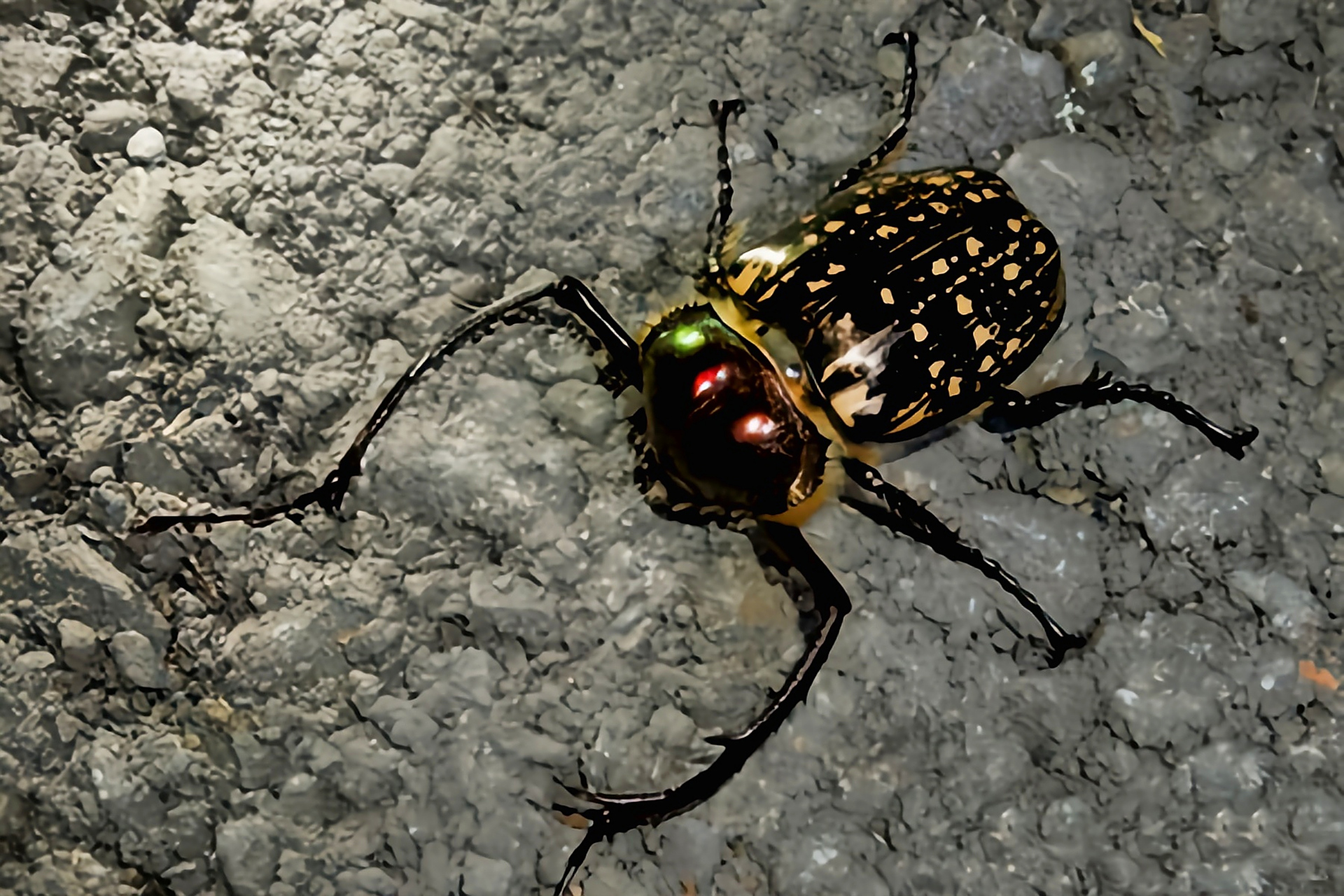 每天认识一种昆虫——台湾彩臂金龟 台湾彩臂金龟是鞘翅目,金龟科,长