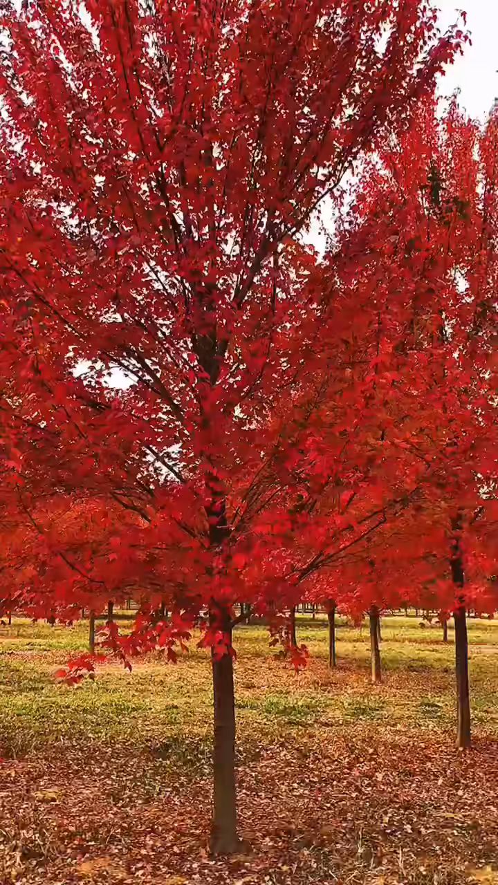 火红色的叶子.栽一棵树,美一座城.-度小视