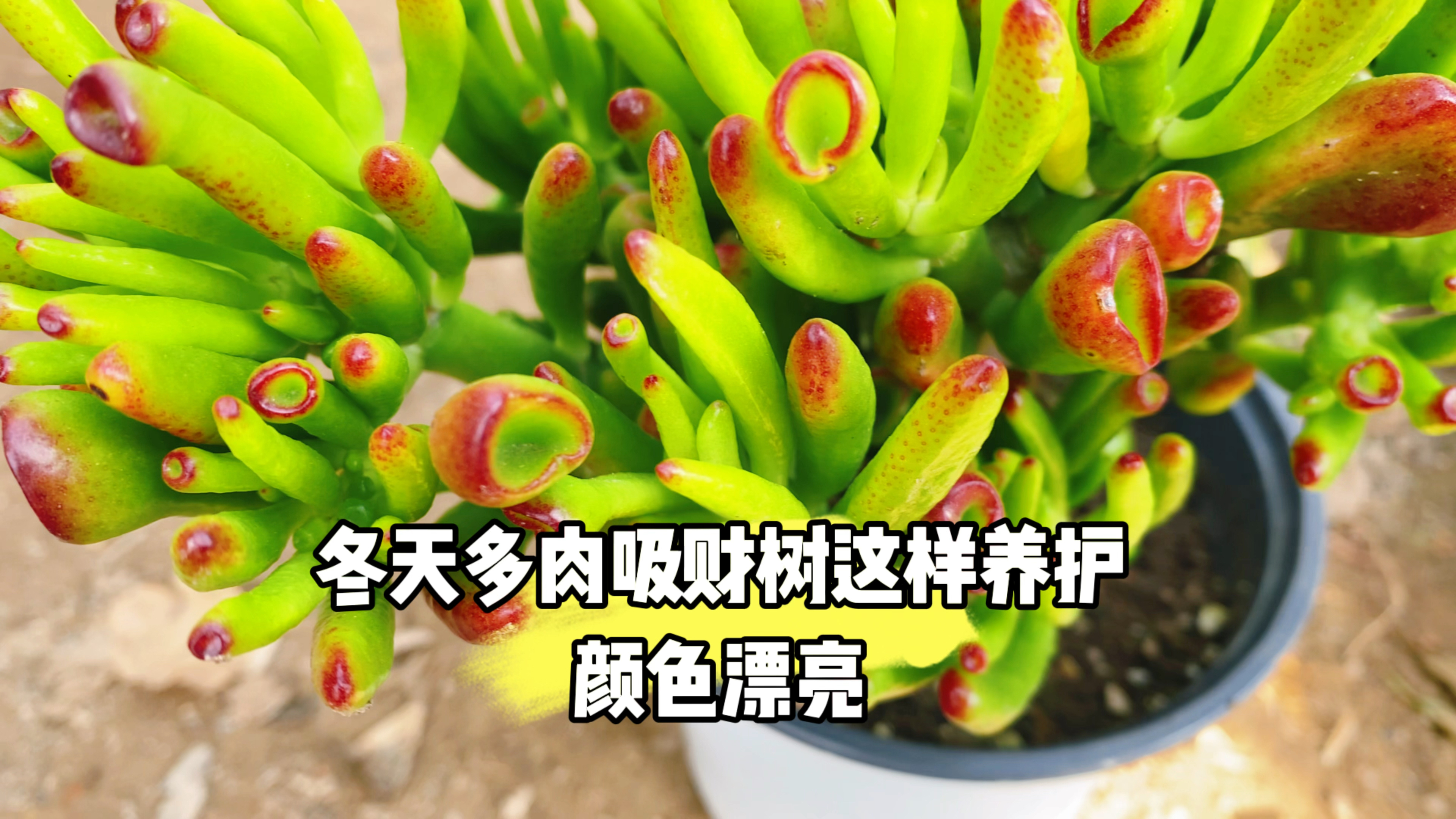 冬天如何养殖多肉吸财树,让它生长状态好?