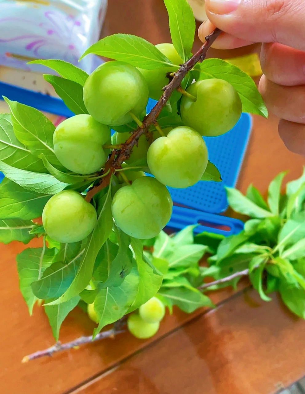 在山上玩,摘了一串回来,这种未成年的李子,真的有人会喜欢吗?