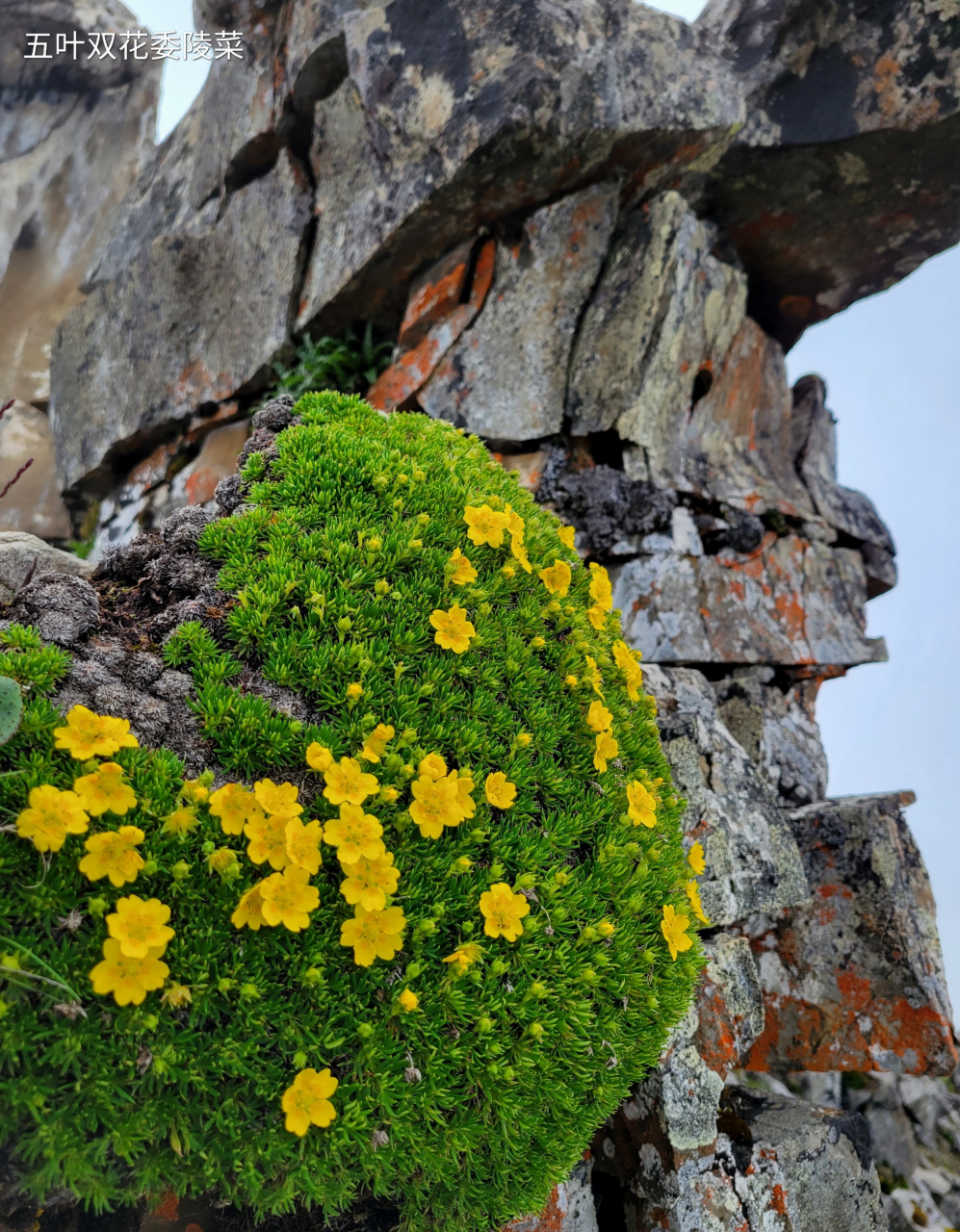 蔷薇科委陵菜属五叶双花委陵菜,垫状草本,把冷硬的流石滩变成了高山