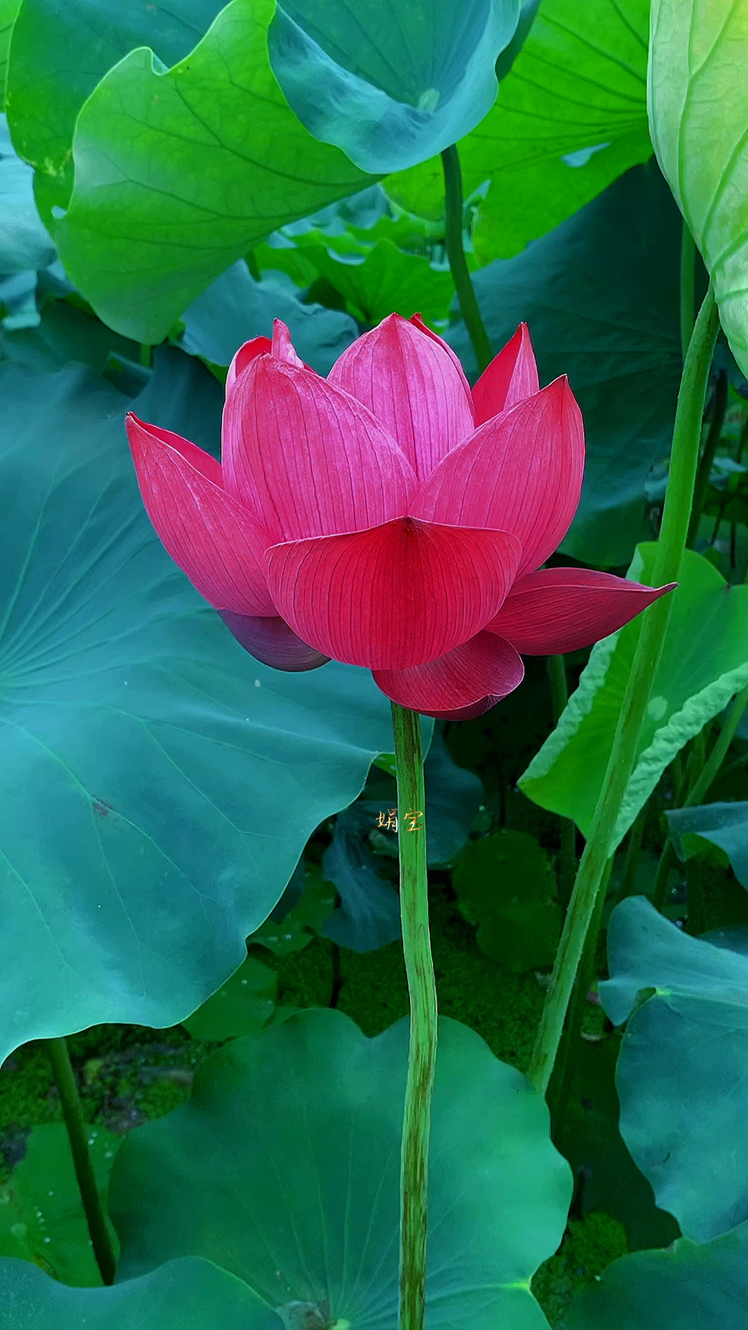 盛夏的红莲花,美丽娇艳,淡淡清香