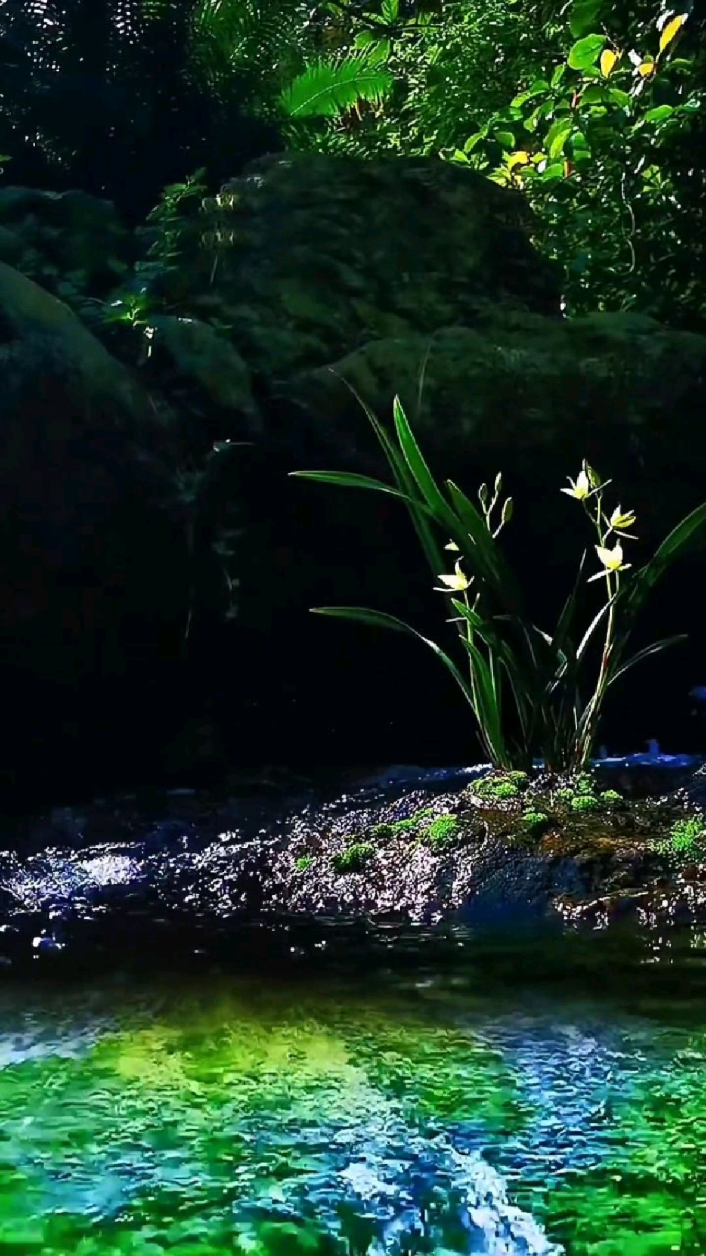 兰生幽谷,寂寞亦香;行走山水间,捕捉身边的美