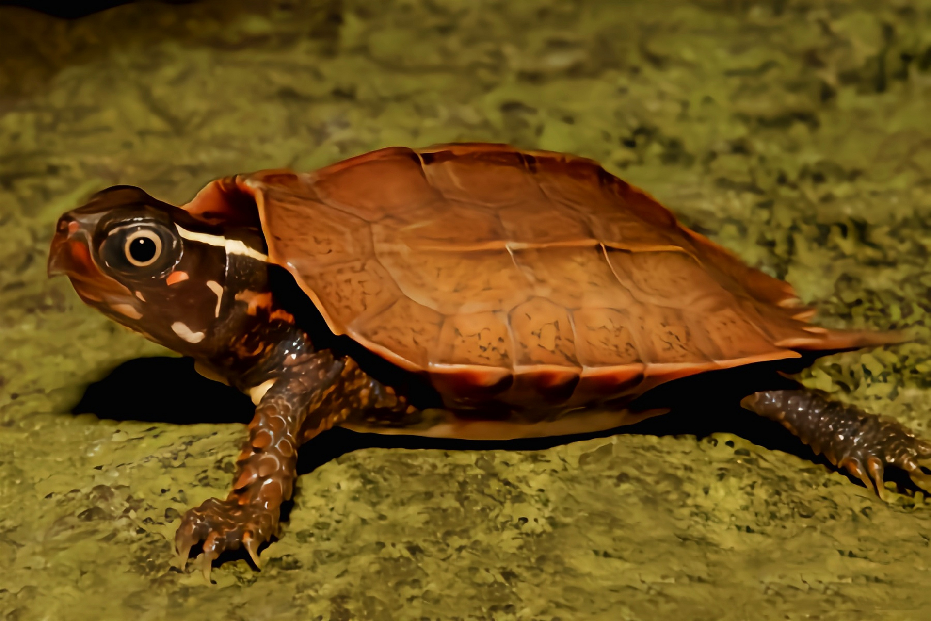 每天认识一种动物——枫叶龟 枫叶龟别名地龟,金龟,十二棱龟,原产于