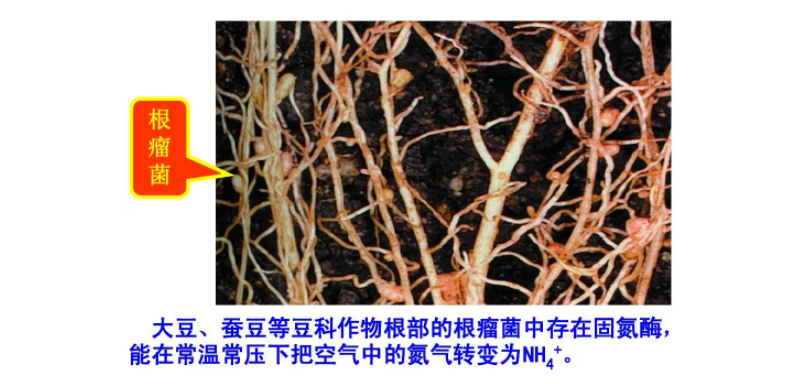 豆科植物固氮原理图片