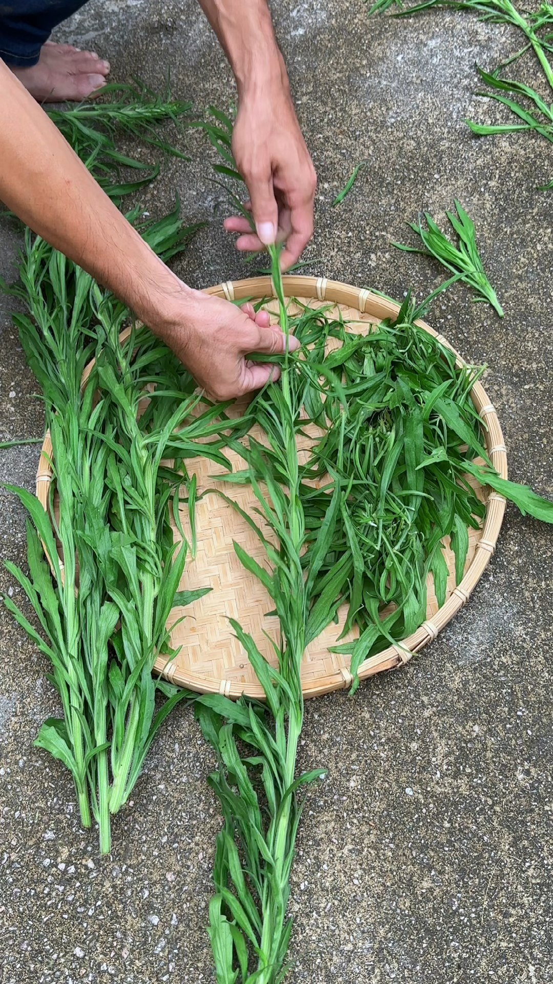 古诗中的蓬草是什么草图片