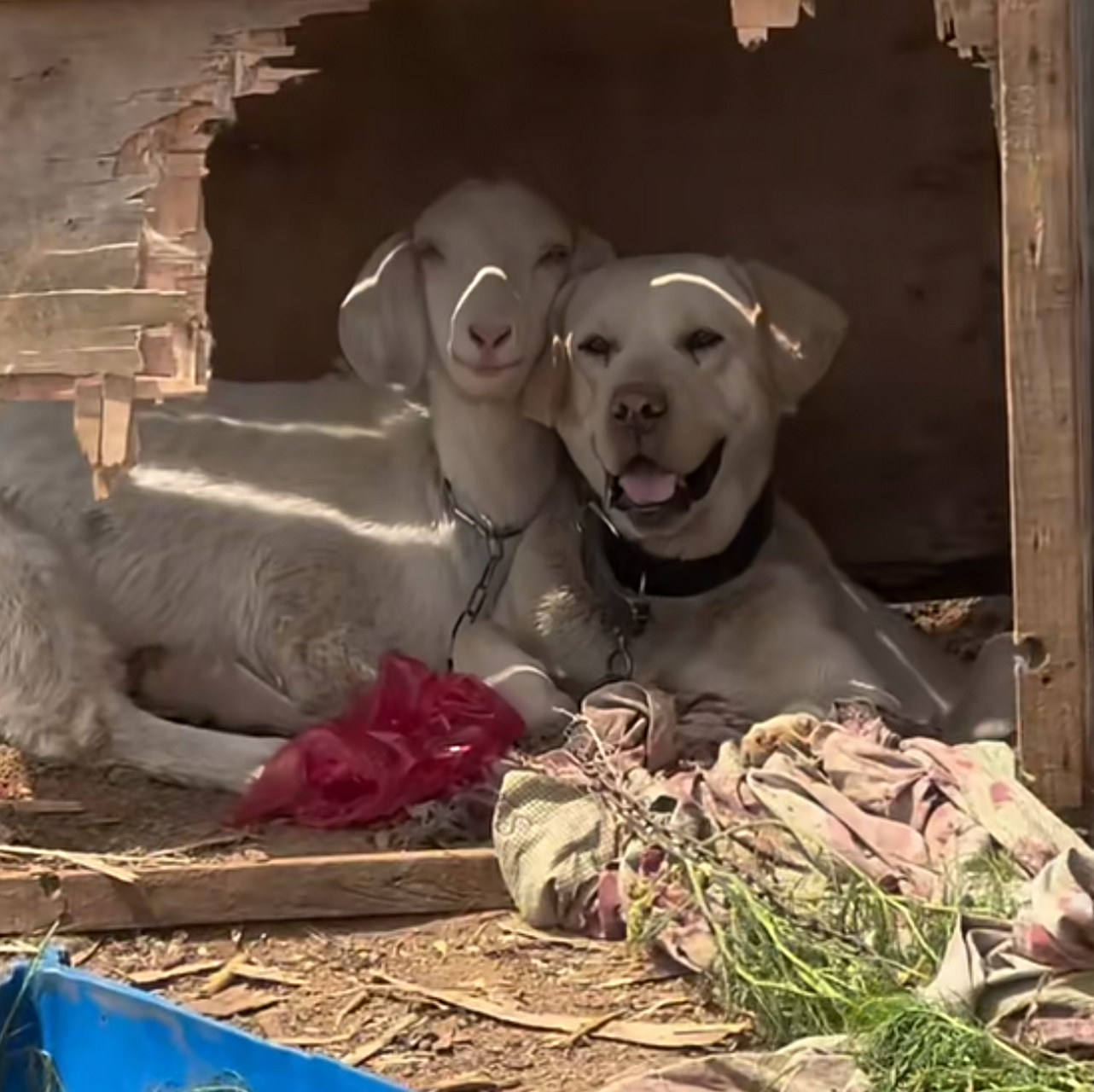 哈哈哈,狗子与羊依偎在一起,乍一看还挺有"夫妻相"!