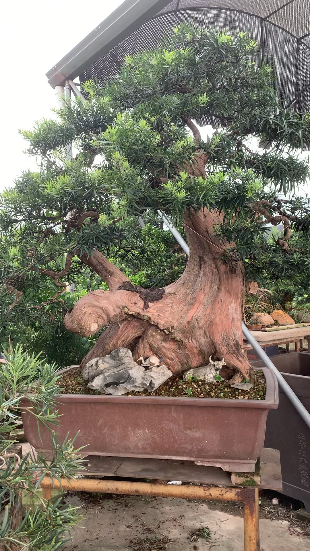 怪庄罗汉松盆景作品欣赏