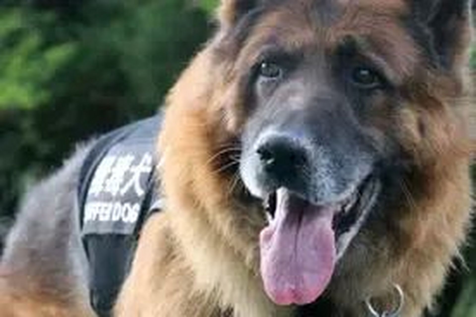 2005年9月9日,缉毒犬辉杰在训导员的带领下,对一辆卧铺客车进行例行