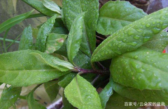 这东西,人称"降压草",是高血压克星,河边就有,遇见带走!