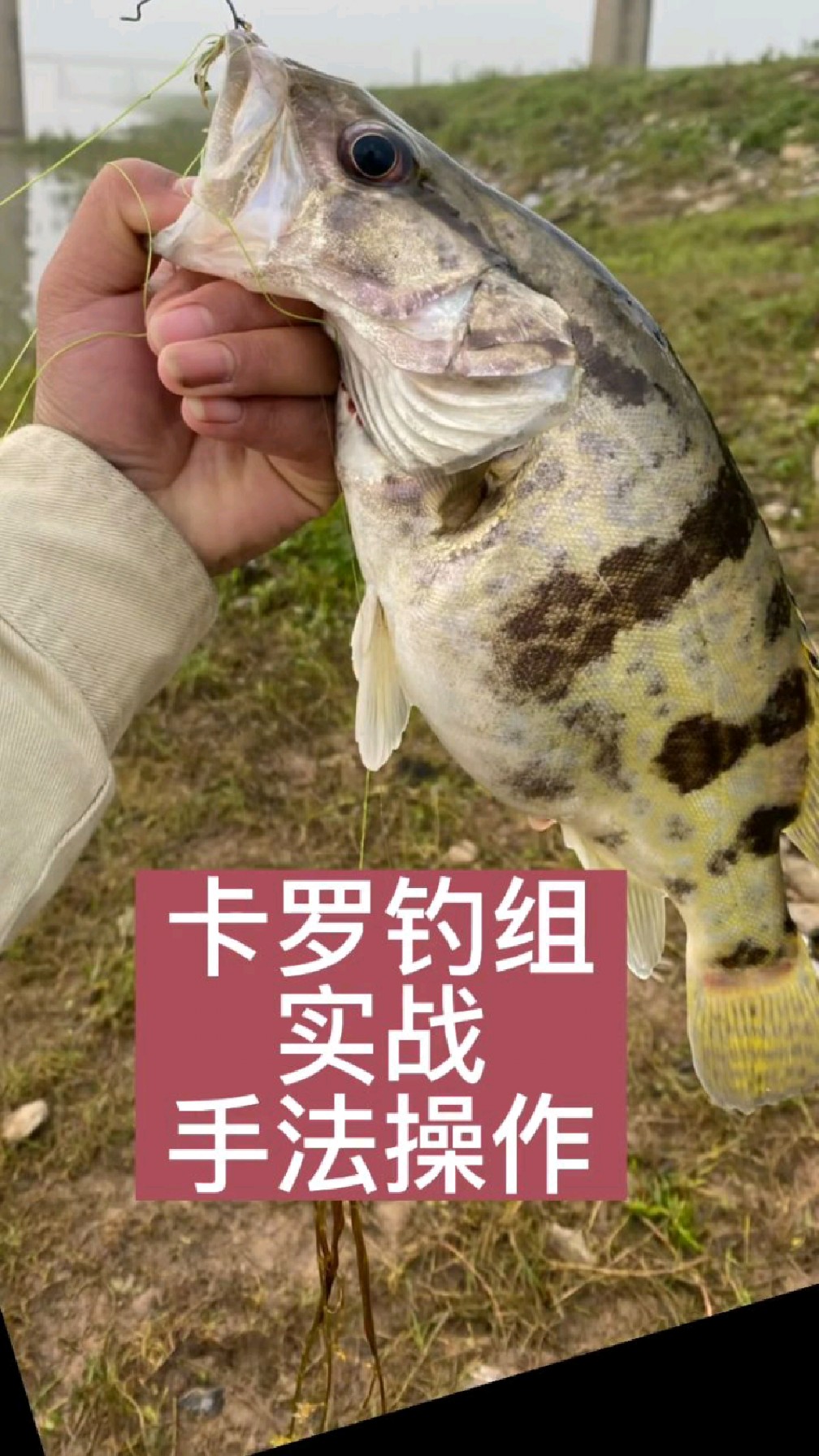 卡罗钓组实战操作手法