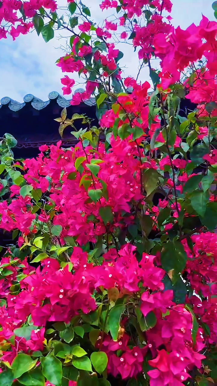 花丛,绽放着诗篇的韵律,洒落着阳光的碎片,它们是自然的精灵,舞动着美