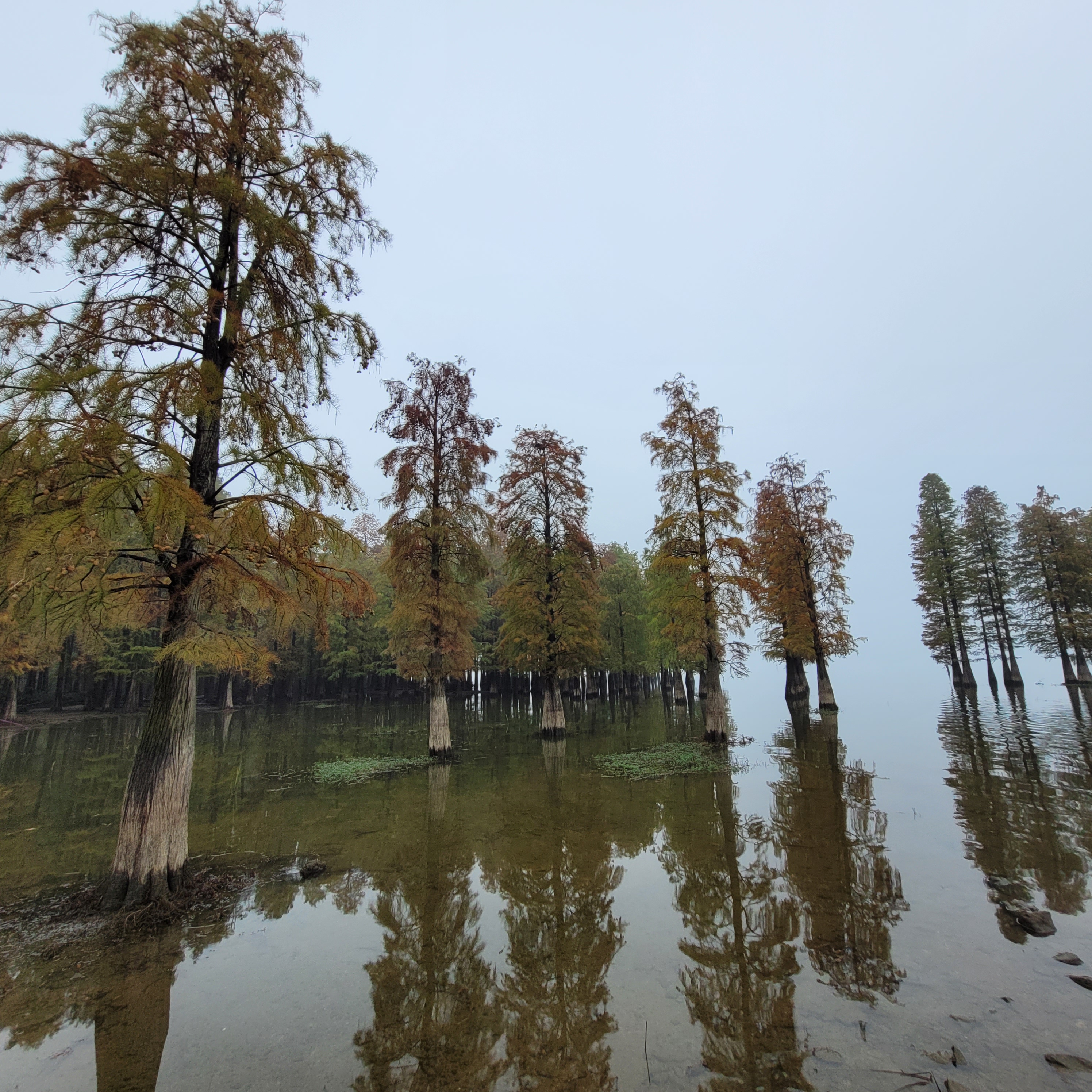 特色突出的美景,来自宁波余姚的四明湖水杉湿地