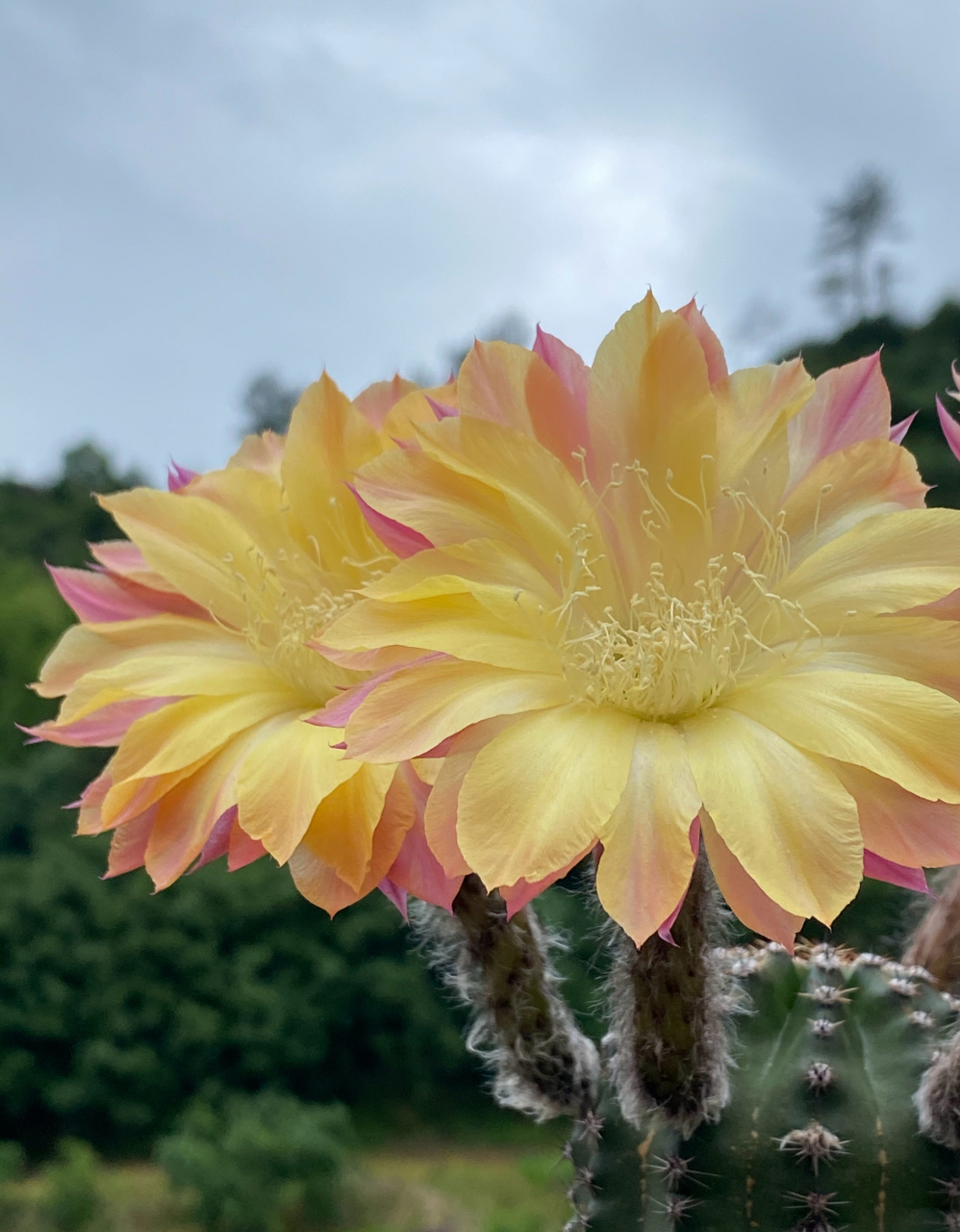 席克氏彩草仙人球,激流