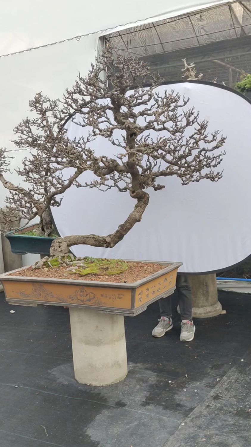 老头子玩了一辈子的两面针盆景会不会太老辣了一些