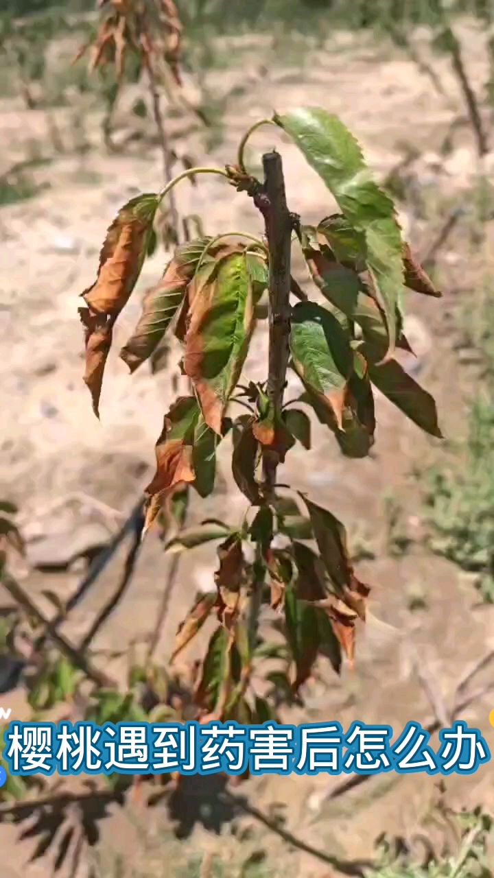 樱桃叶片药害什么样?怎样救治才有效?