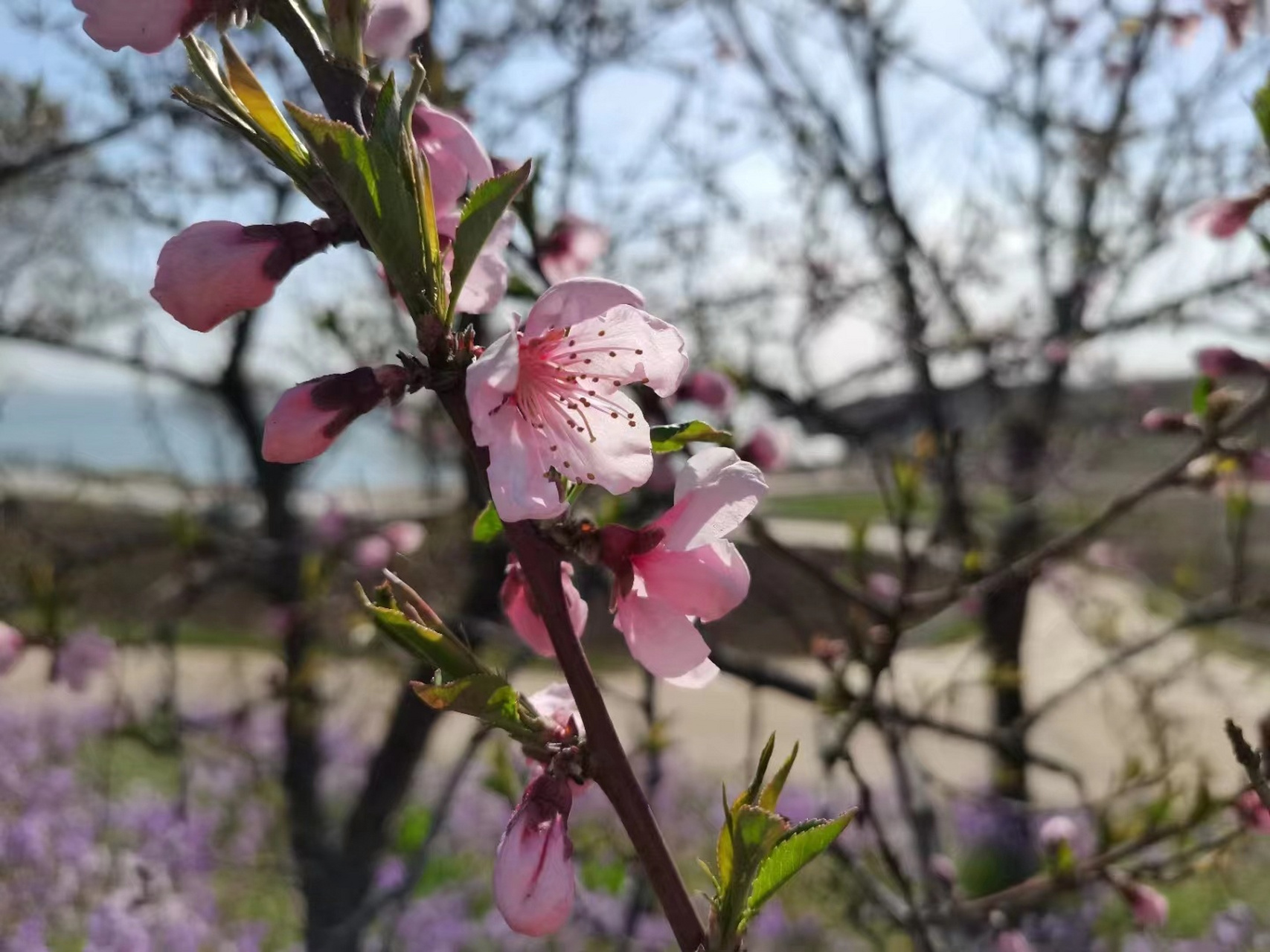 春日风景 踏青赏花,寻春之趣