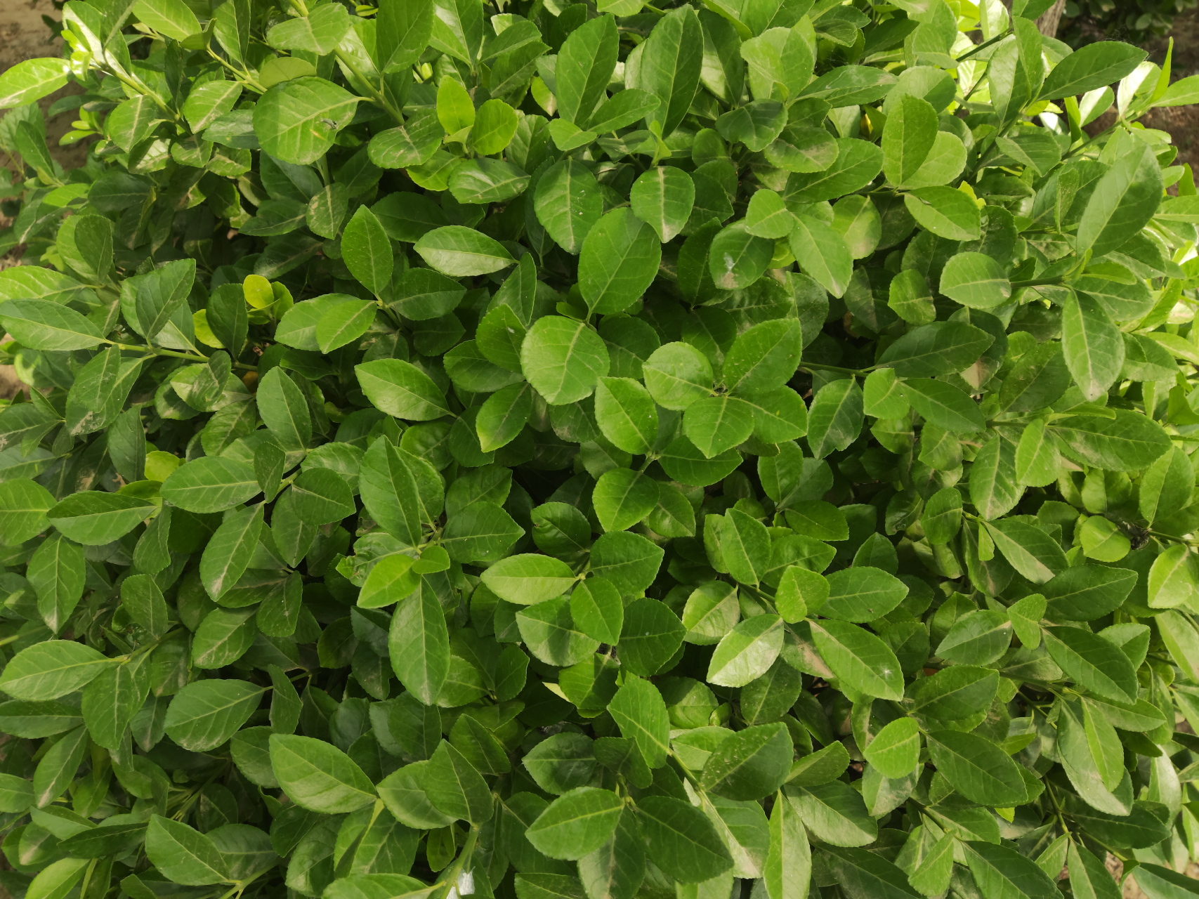 夏天,那就变成深绿的了. 夏天,树叶全部都是绿荫荫的.