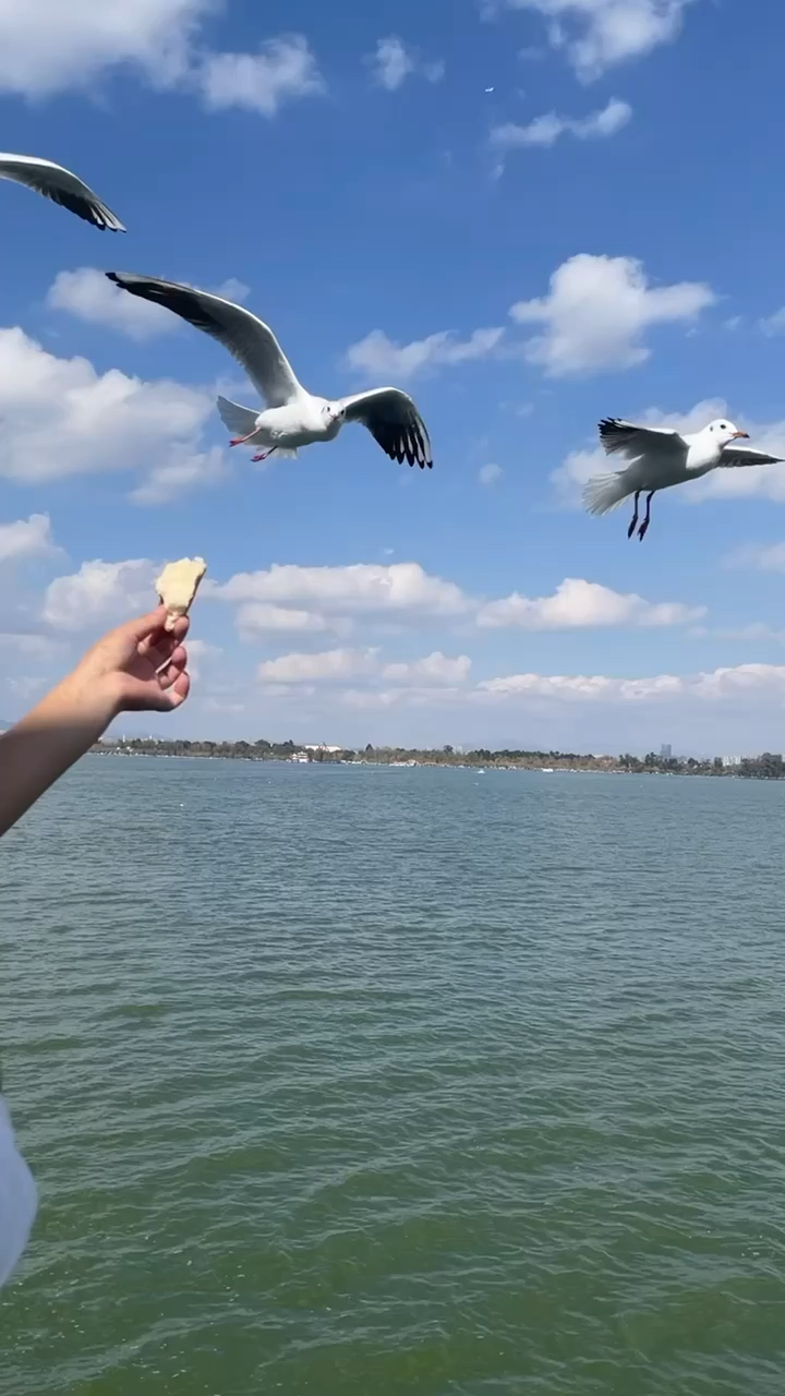 昆明海埂公园喂海鸥