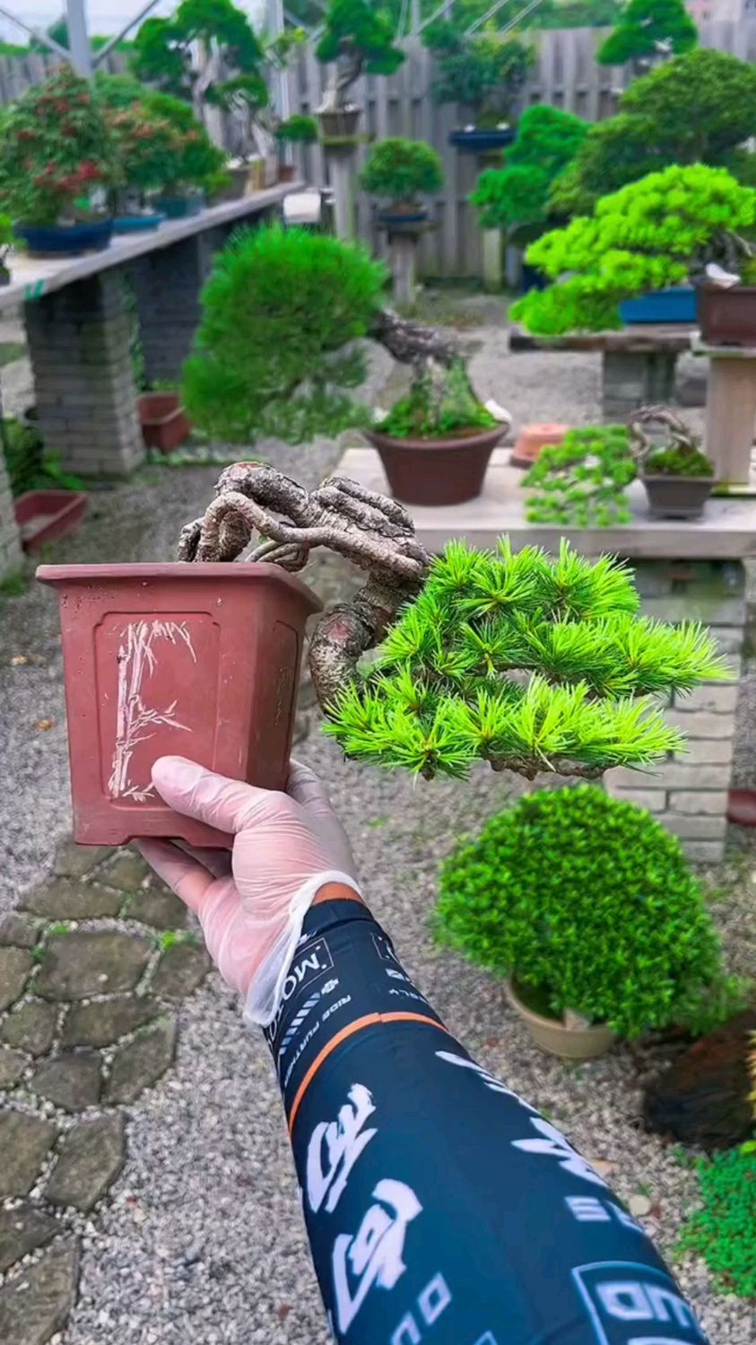 悬崖临水式五针松盆景